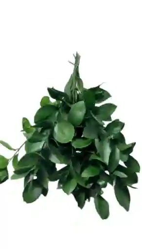 Paquete De Rusco