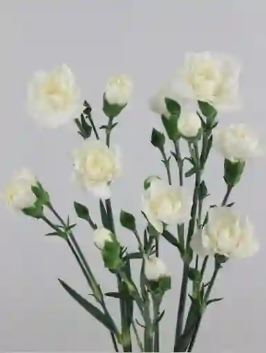 Paquete De Clavellina Blanca