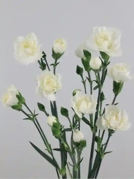 Paquete De Clavellina Blanca