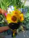 "brillo De Sol" - Ramo De Girasoles