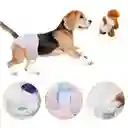 Pañal Desechable Para Mascota Hembra Por 10 Unds Talla S, M,