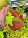 Peluche Llavero Capibara De 17cm