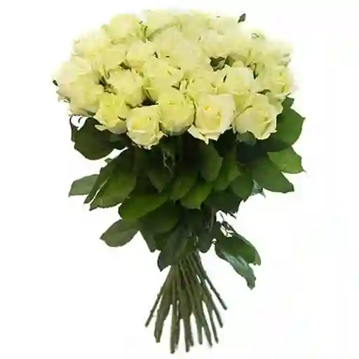 Bouquet 24 Rosas Blancas