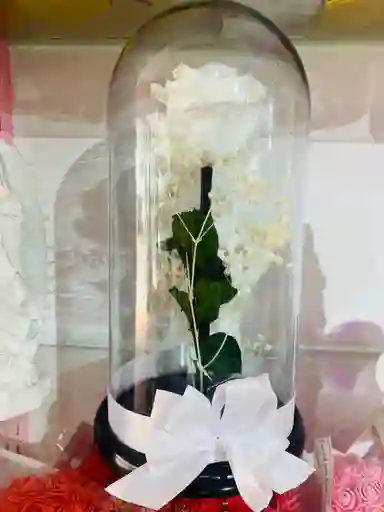 Rosa Preservada
