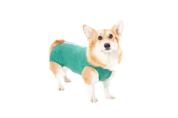 Faja Post Quirurgica Cirugias Abdominales Para Perro Macho Y Hembra Color Verde Talla 2 Pacientes 2,5 A 3,5 Kg