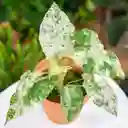 Alocasia Odora Batik