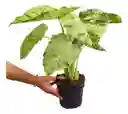 Alocasia Odora Batik