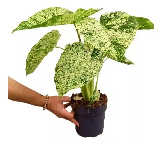 Alocasia Odora Batik