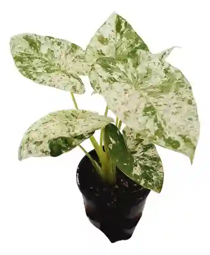 Alocasia Odora Batik