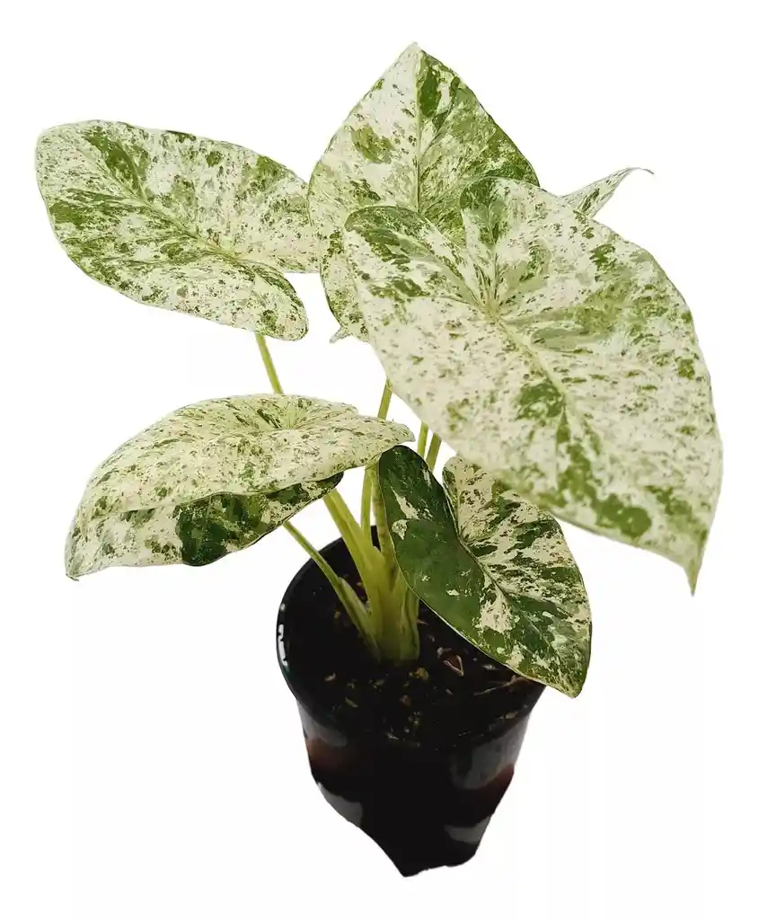 Alocasia Odora Batik