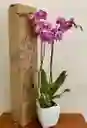 Orquídea De Regalo 2 Varas Matera Plastica