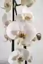 Orquídea De Regalo 2 Varas Matera Plastica