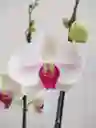 Orquídea Phalenopsis Flores Blancas