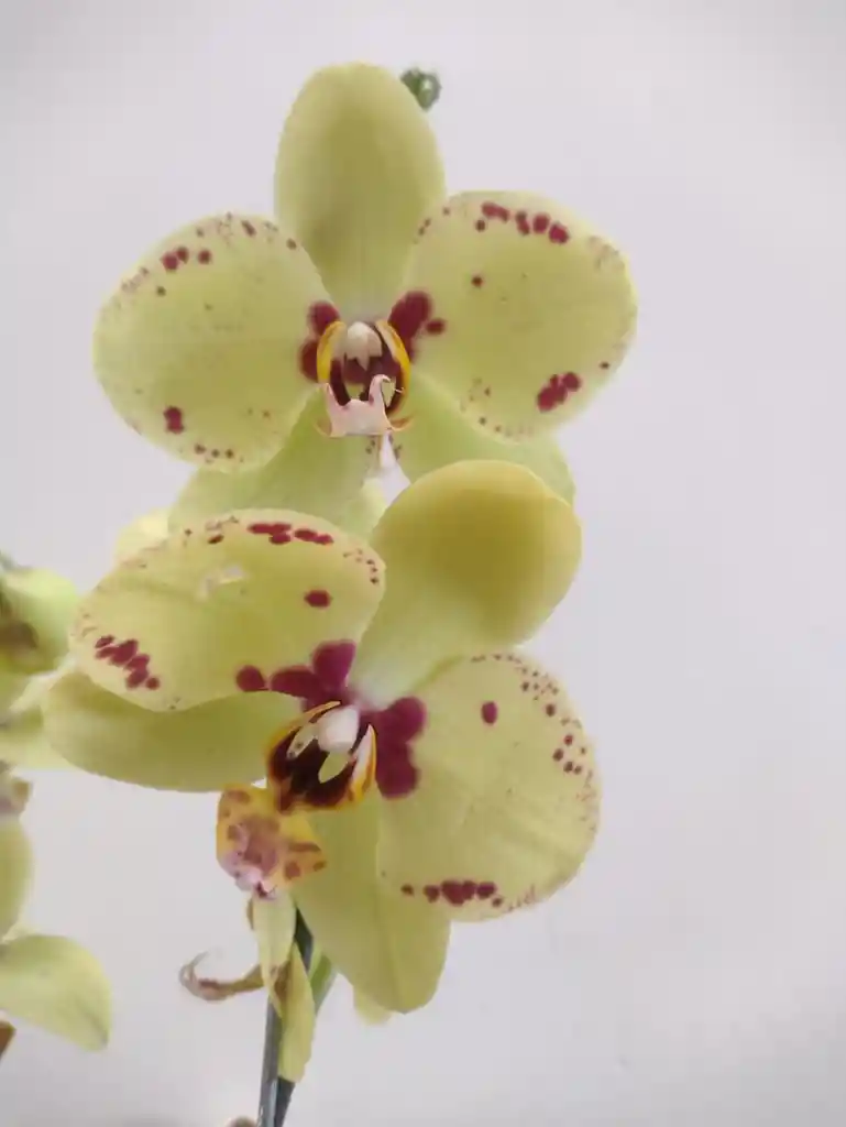 Orquídea Phalenopsis Flores Amarillas