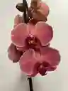 Orquídea Flores Naranjas