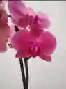 Orquídea Flores Naranjas