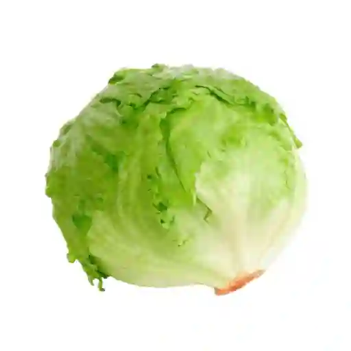 Lechuga Batavia