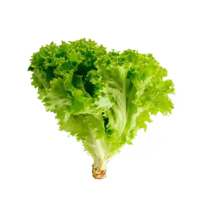Lechuga Crespa