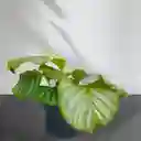 Planta Calathea Ornata