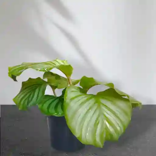 Planta Calathea Ornata