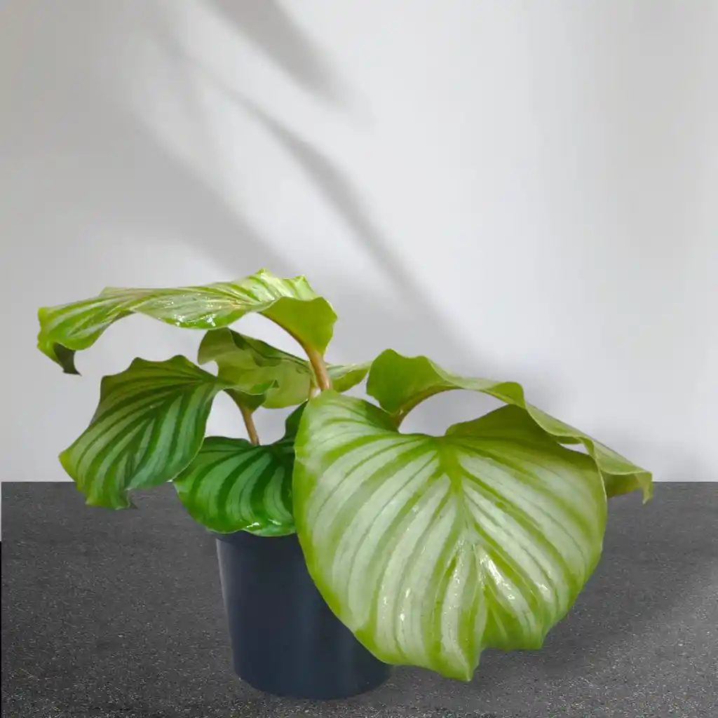 Planta Calathea Ornata