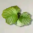 Planta Calathea Ornata