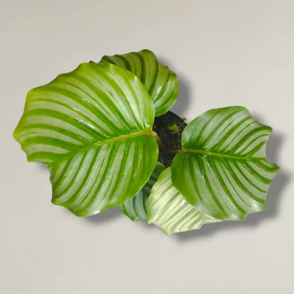 Planta Calathea Ornata