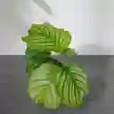 Planta Calathea Ornata