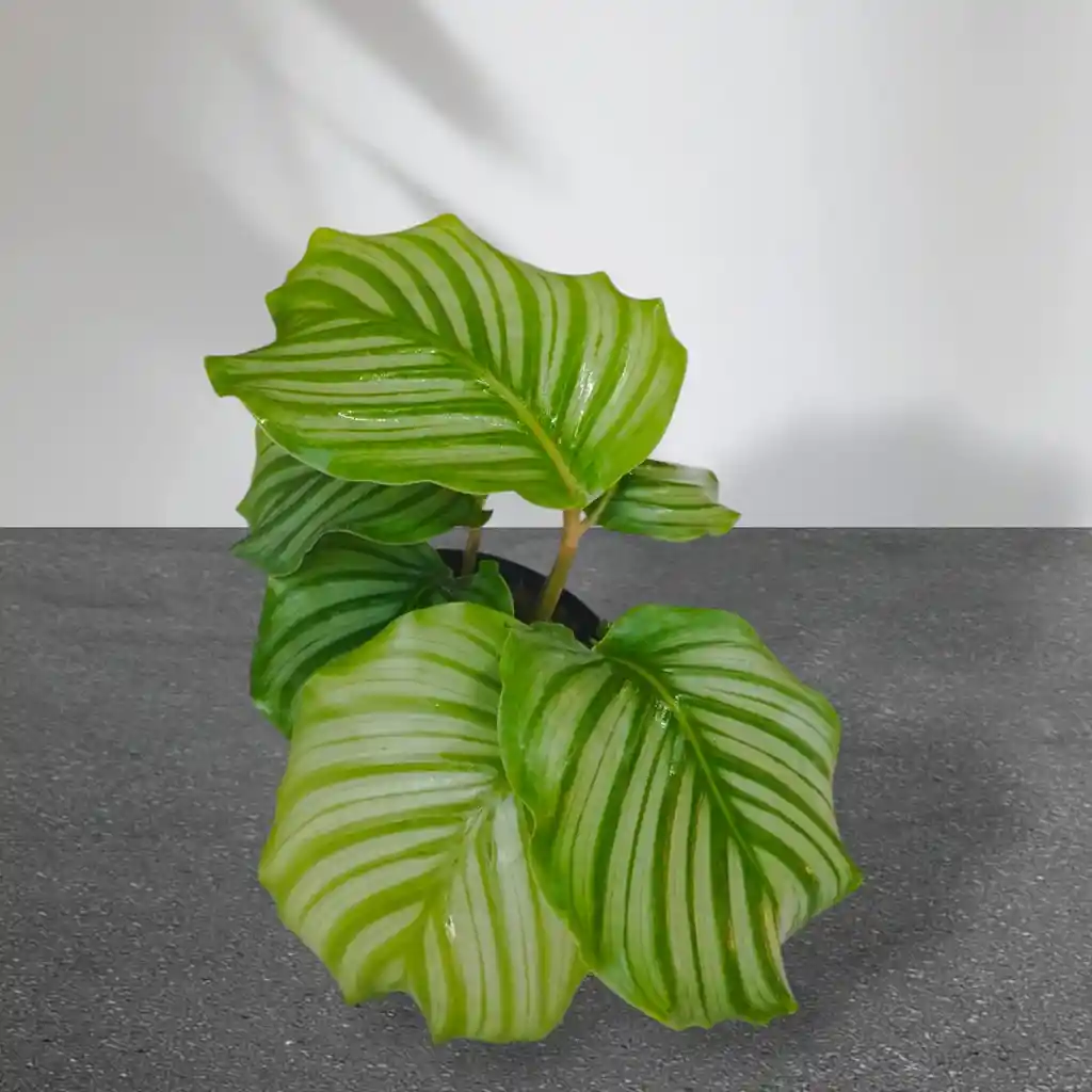 Planta Calathea Ornata