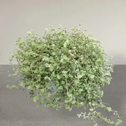 Planta Pensamiento