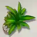 Planta Tronco De La Felicidad En Matera De Barro