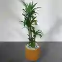 Planta Tronco De La Felicidad En Matera De Barro