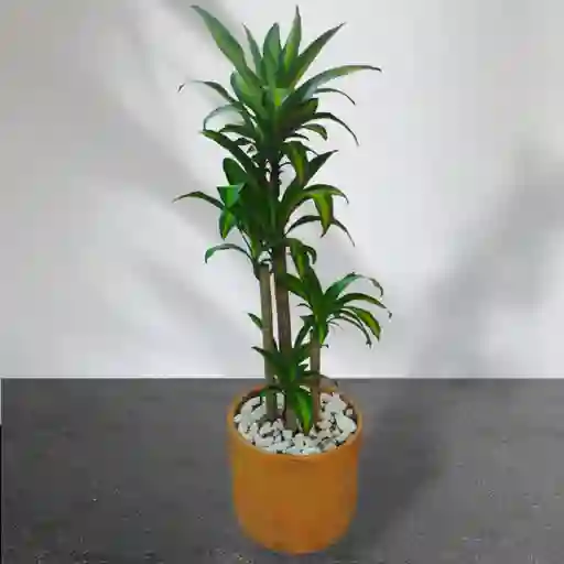 Planta Tronco De La Felicidad En Matera De Barro