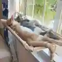 Hamaca Ventana De Gato