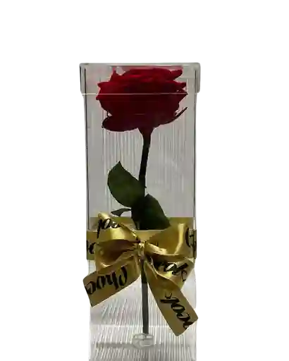 Rosa Preservada