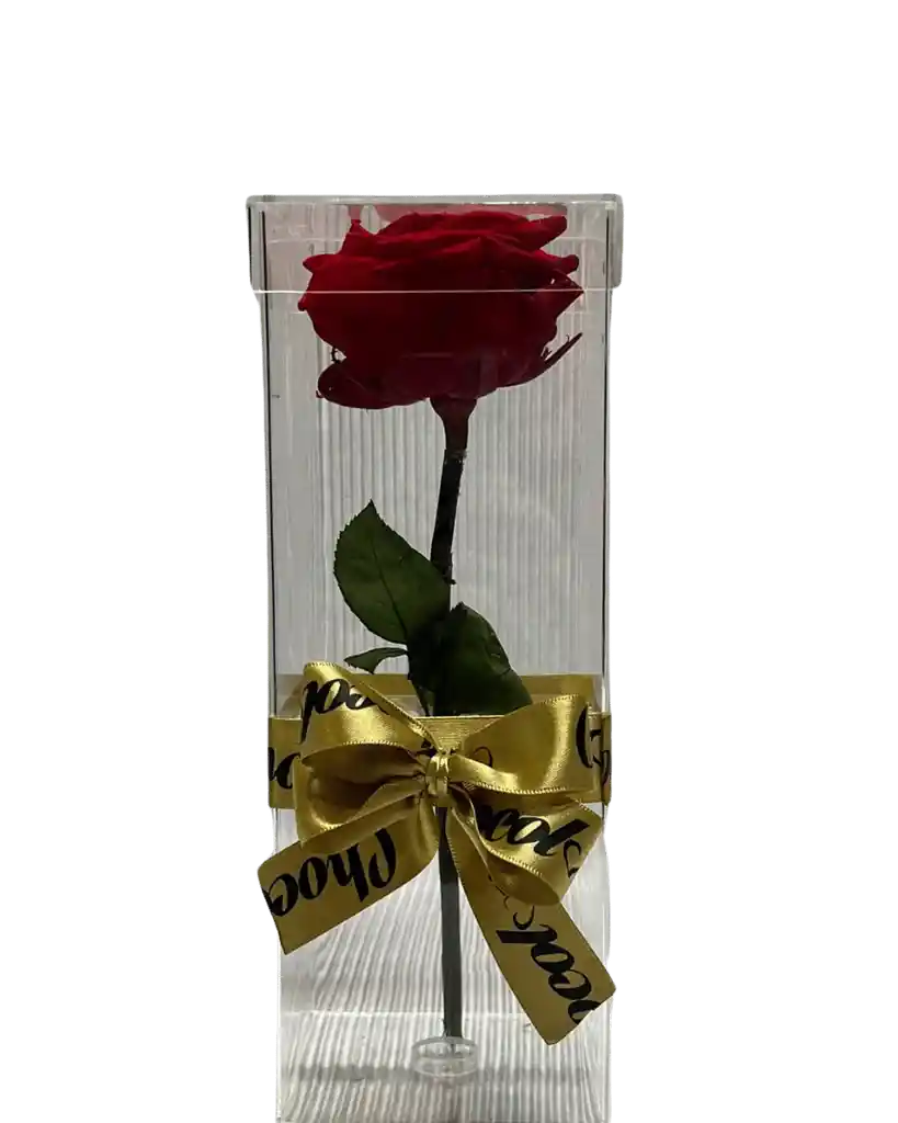Rosa Preservada
