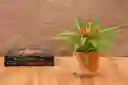 Guzm. Flava