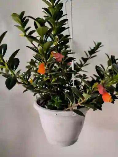Planta Pescadito