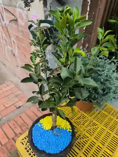 Bonsai Naranjo
