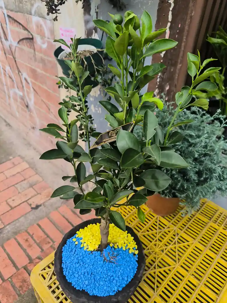 Bonsai Naranjo