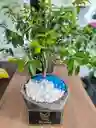 Bonsai Mini
