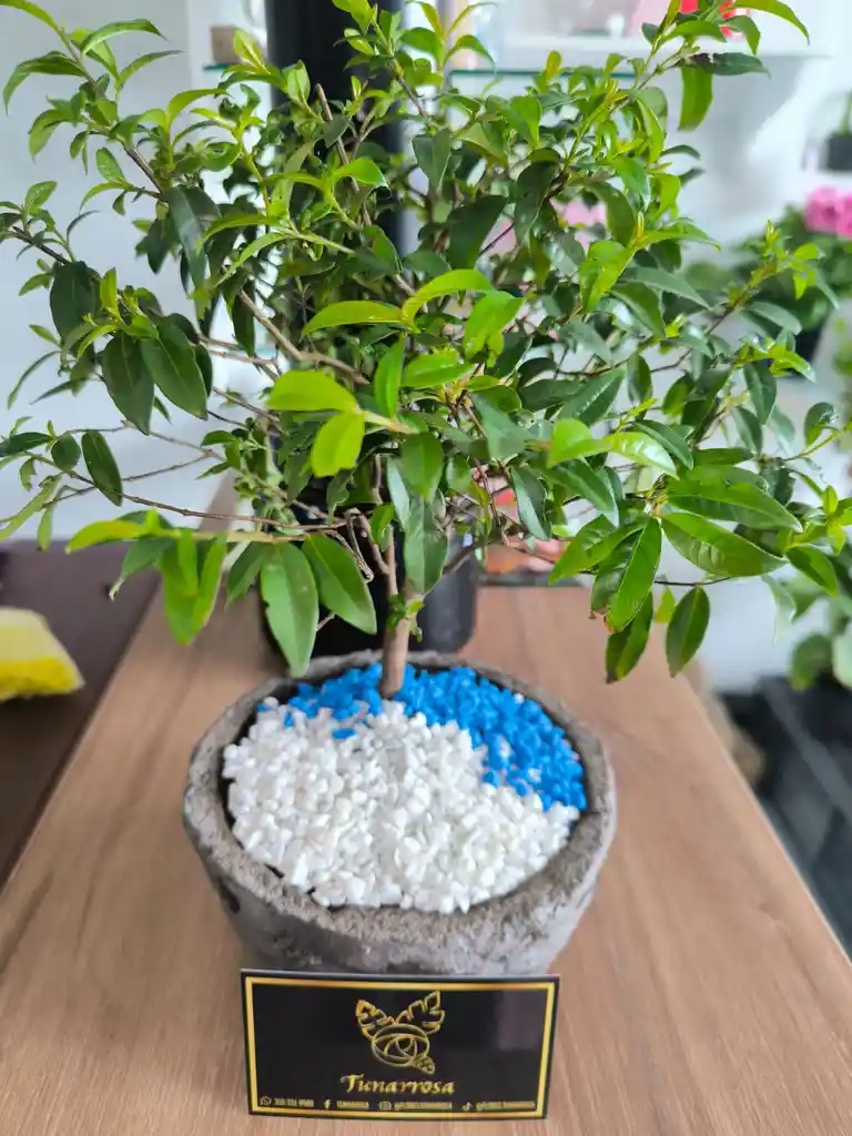 Bonsai Mini