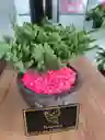 Bonsai Mini