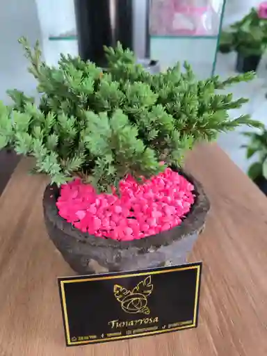 Bonsai Mini