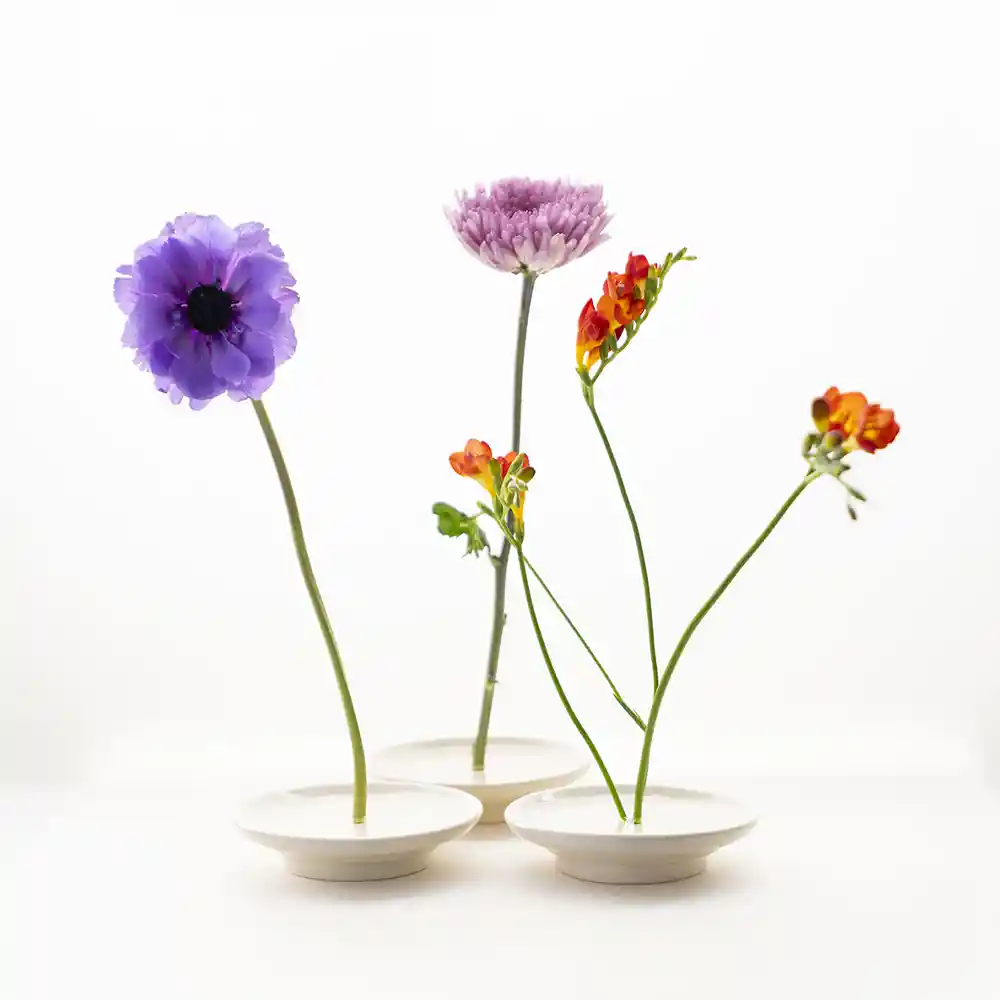 Disco Ikebana