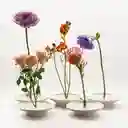 Disco Ikebana