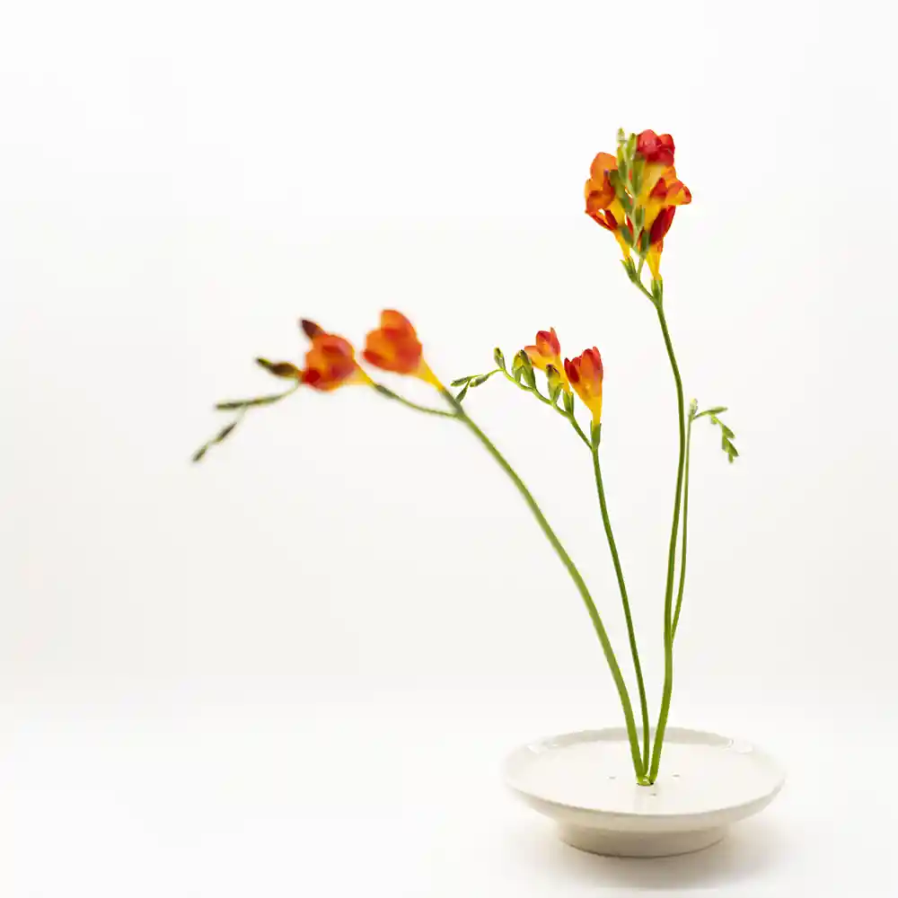 Disco Ikebana