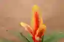 Vrie. Delphinus