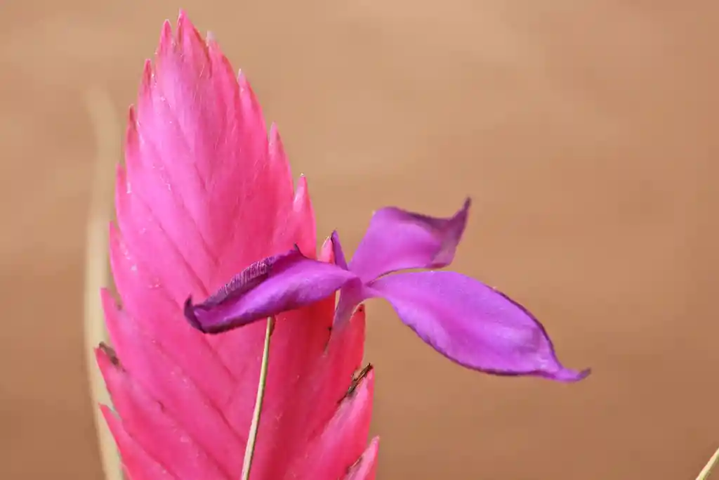 Till. Cyanea Variegata