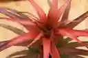 Till. Capitata Green